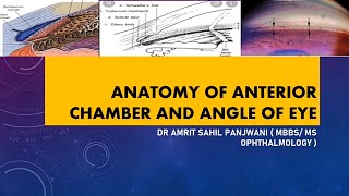 ANATOMY OF ANTERIOR CHAMBER AND ANGLE OF EYE [upl. by Haff167]