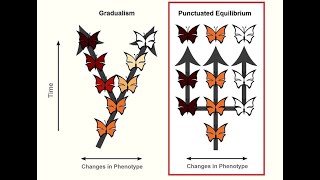 GRADUALISM vs PUNCTUATED EQUILIBRIUM EVOLUTION BY NS  LIFE SCIENCES G12 ThunderEduc  MSAIDI [upl. by Griff]