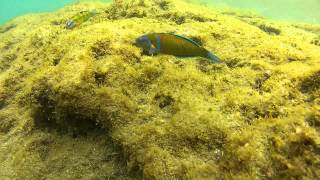 Ornate wrasse Thalassoma pavo [upl. by Olonam560]