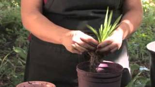 How to Plant Freesias [upl. by Eramat]