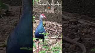 🇱🇰Swamphens in the garden birds nature bird swamphen [upl. by Joly143]