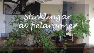 Sticklingar av pelargoner [upl. by Augustin587]