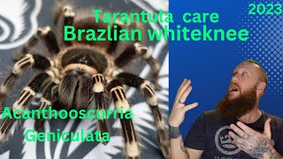 Brazlian WhiteKnee  Acanthoscurria geniculata  Tarantula care and set up [upl. by Calva384]