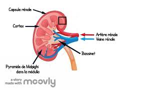 Appareil urinaire  Anatomie et physiologie [upl. by Helbonia121]