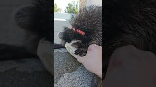 Raccoon stole dog bone🦝🐕😅 dog cat raccoon wildlife animals shorts ytshorts cuteanimals yt [upl. by Navap642]