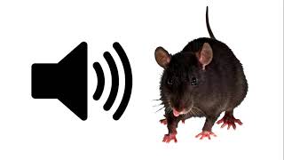 Rat  Sound Effect  ProSounds [upl. by Shanda884]