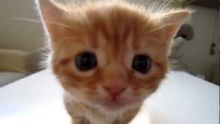 Beautiful Kitten Meowing  Hermoso Gatito Maullando Adorable Cute [upl. by Savannah]