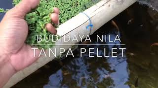 Dengan Azolla Budidaya ikan nila bebas pelet [upl. by Eatnoj864]