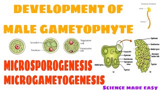 DEVELOPMENT OF MALE GAMETOPHYTE  MICROSPOROGENESIS  MICROGAMETOGENESIS  SCIENCE MADE EASY [upl. by Pacifica]