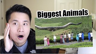 15 Biggest Animals You Won’t Believe Actually Exist Reaction [upl. by Malo]