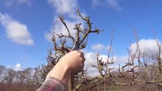 Espalier pear maintainance pruning [upl. by Wende]