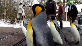 King Penguins on South Georgia [upl. by Ateiluj]