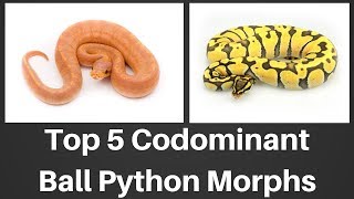 Top 5 Codominant Ball Python Morphs of 2018  Benjamins Exotics [upl. by Eardna37]