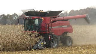 Corn Harvest 2023  Case IH 8230 AxialFlow Combine Harvesting Corn  Ontario Canada [upl. by Hayikat]