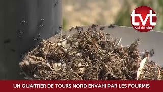 Un quartier de Tours Nord envahi par les fourmis [upl. by Ahsenahs]