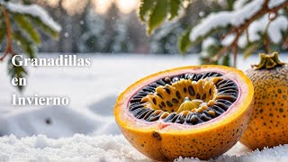 Granadillas La Fruta Que Desafía al Invierno [upl. by Ehgit]