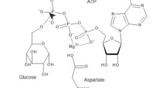 CHEM 407  Glycolysis  1  Hexokinase Mechanism [upl. by Adnovay]