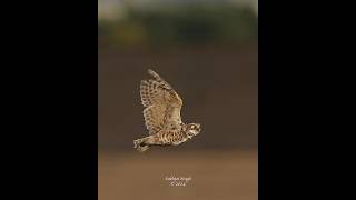 Beautiful burrowing owl in flight tries to catch a June bug burrowingowl birdsofprey [upl. by Kruter]