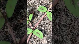 Native plant to eastern USA Euphorbia Maculata [upl. by Acirdna]