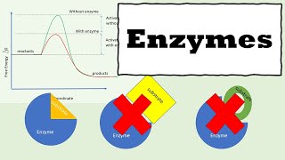 Enzymes  How Enzymes Work  Enzyme kinetics [upl. by Luelle936]