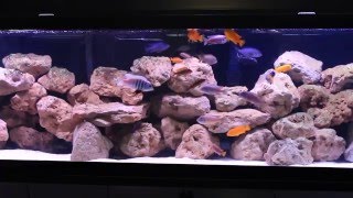 African Cichlid Aquarium  135 Gallon Rock Reef Mbuna Tank Setup [upl. by Fitts]