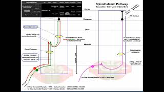 The Spinothalamic Pathway EXPLAINED  Pain amp Temperature [upl. by Burns]