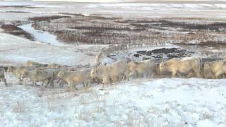 Charolais Cattle Moves To New Pasture During Winter  Debruycker Charolais [upl. by Ynaoj263]