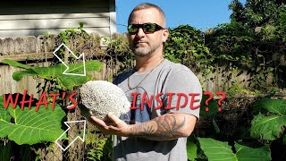 Cutting Open An INSANE Florida Agatized Coral Head Geode Cut and Reveal [upl. by Hsirehc104]