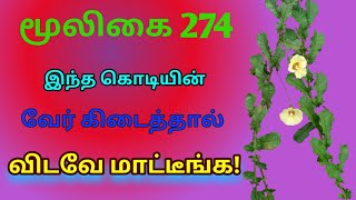 முதியார் கூந்தல்சவுரிக்கொடிMuthiyar koonthalMerremia tridentataஅலசல்Alasal [upl. by Millisent]