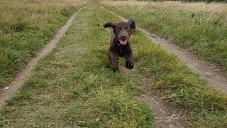 Hugo  4 Month Old Cocker Spaniel Puppy  2 Weeks Residential Dog Training [upl. by Kendrah]