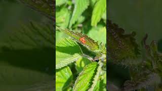 A mating pair of Two Spot Ladybirds [upl. by Redle]