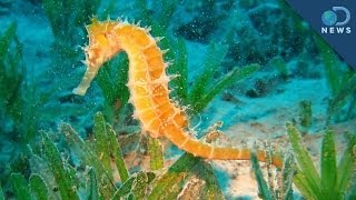 Seahorses Are Super Killers [upl. by Sirdna318]