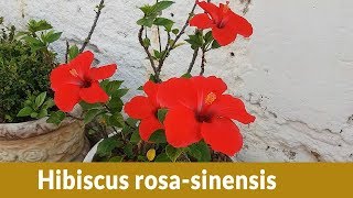 Hibiscus rosasinensis a planta que me pediu socorro [upl. by Penelope]