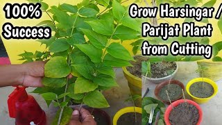 How to grow Parijat  Harsingar plant from cutting  हरसिंगार के पौधे को कटिंग से कैसे लगाएं [upl. by Lertnek]