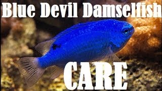 Blue Devil Damselfish Care [upl. by Shafer]