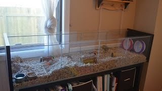 Ikea Detolf Cage Tour and the Mices First Impressions [upl. by Dody831]