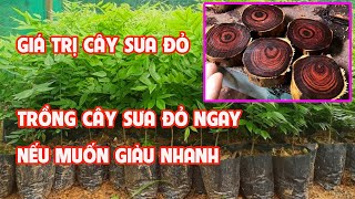 Cây Giống Sưa Đỏ Miền Bắc Giá Rẻ Bèo  0764 456 123 [upl. by Ericksen455]