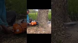 Stihl Ms 881 heavyduty chainsaw 😱😱 shortsfeed trending shorts [upl. by Allemap]