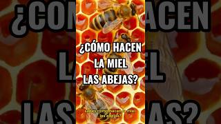 Descubre cómo hacen la miel las abejas [upl. by Aivataj]