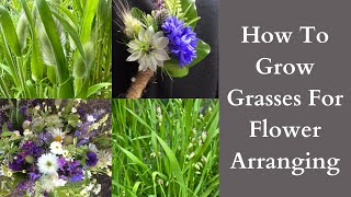 How To Grow Ornamental Grasses For Flower Arranging [upl. by Rodi]