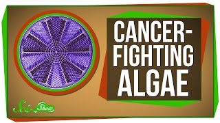 Genetically Engineered CancerFighting Algae [upl. by Porty]