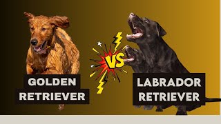 Golden Retriever vs Labrador Retriever which is more intelligent and Amazing Top intelligent Dog [upl. by Ellivnarg]