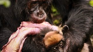 Brutal Hunting Moments By Chimpanzees and Baboonsnaturedocumentary wildlifedocumentaries [upl. by Anafetse]