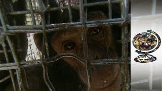 Orphan Chimps in Uganda Are Yet To Find a Home [upl. by Eiro]