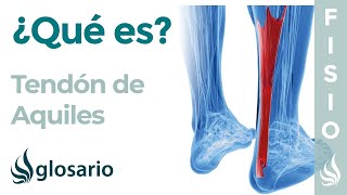 TENDÓN de AQUILES  Qué es ubicación músculos que lo conforman función y tendinitis [upl. by Alduino]