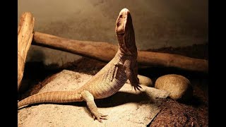 Savannah Monitor Live Feeding [upl. by Javler381]