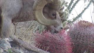 Bighorn Sheep shows how to open up and eat a Barrel Cactus Ferocactus cylindraceus for lunch [upl. by Ssegrub]