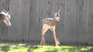 Young dama gazelle explores yard [upl. by Ezarras]