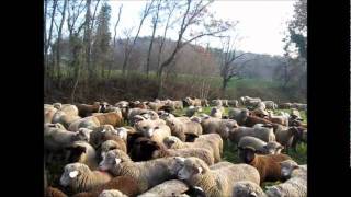 Transhumance Alex Productions présente Transhumance hivernale Suisse 2011 [upl. by Jess]