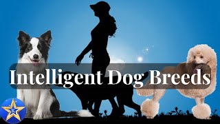 The Bright Minds The World of Highly Intelligent Dog Breeds [upl. by Haidedej]